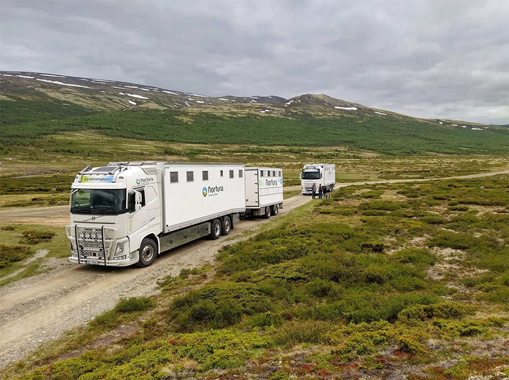 Volvo lastebiler med buskap på fjellet. Sommerkonkurranse Volmax. Foto: Hans Olav Holann